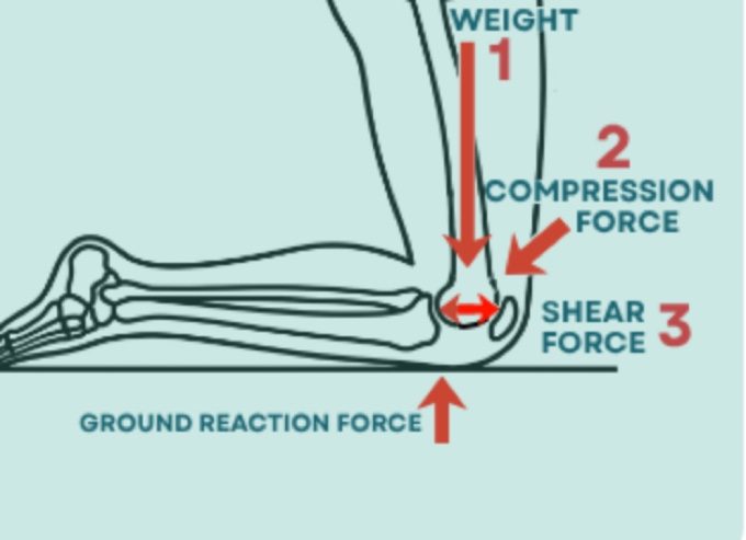 The rear knee under load: weight, compression force, shear force and ground reaction force
