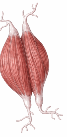 Muscle fibres grouped into motor units, each controlled by a single nerve